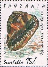 Red Helmet Shell (Cypraecassis rufa)