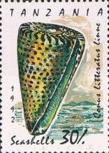 Lettered Cone (Conus literattus)