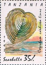 Heart Cockle (Corculum cardissa)
