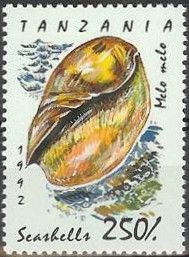 Indian Volute (Melo melo)