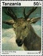 The Head of the Stag - by Velazquez