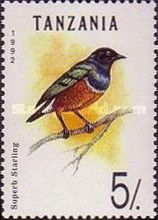 Superb Starling (Lamprotornis superbus)