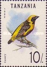 Yellow-crowned Bishop (Euplectes afer)