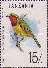 Four-colored Bushshrike (Telophorus viridis)