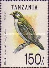 Greater Honeyguide (Indicator indicator)