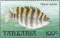 Tilapia mariae