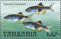 Capoeta hulstaerti