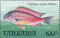 Tropheus moorii