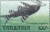 Synodontis angelicus