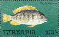 Nile Tilapia (Tilapia nilotica)