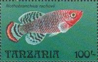 Nothobrachius rachovii