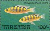Pseudotropheus crabro