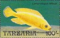 Lamprologus leleupi