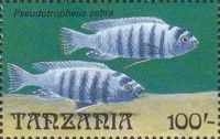 Pseudotropheus zebra