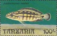 Julidochromis marlieri