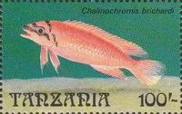 Chalinochromis brichardi