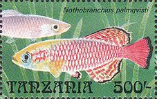 Nothobranchius palmqvisti