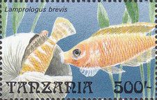 Lamprologus brevis