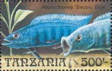 Haplochromis “electric blue”