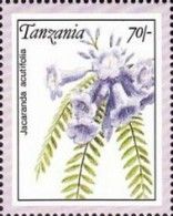 Jacaranda acutifolia