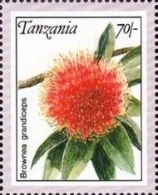 Brownea grandiceps