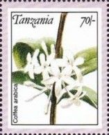 Coffea arabica