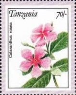 Calaranthus rosea
