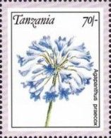 Agapanthus praecox
