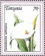 Zantedeschia aethiopica