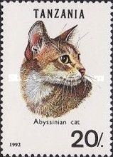 Abyssinian (Felis silvestris catus)