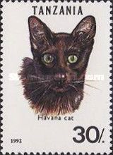 Havana Brown (Felis silvestris catus)