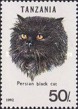 Persian Black (Felis silvestris catus)