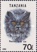 Persian Blue (Felis silvestris catus)