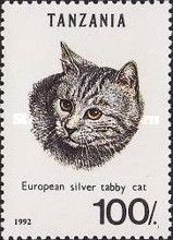 European Silver Tabby (Felis silvestris catus)