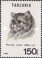 Persian Silver Tabby (Felis silvestris catus)