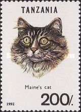 Maine Coon (Felis silvestris catus)
