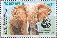 African Elephant (Loxodonta africana)