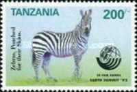 Plains Zebra (Equus quagga)