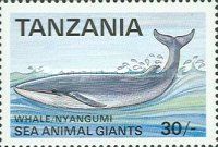 Blue Whale (Balaenoptera musculus)