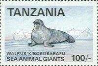 Walrus