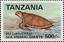 Sea Turtle
