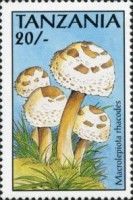 Macrolepiots rhacodes