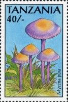 Mycena pura