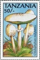 Chlorophyllum molybdites
