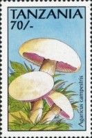 Agaricus campestris