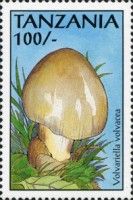 Volvariella volvacea