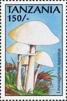 Leucoagaricus naucinus