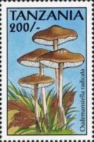 Oudemansiella radicata