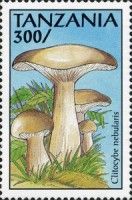 Clitocybe nebularis