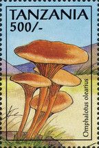 Omphalotus olearius